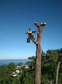 Arboforest