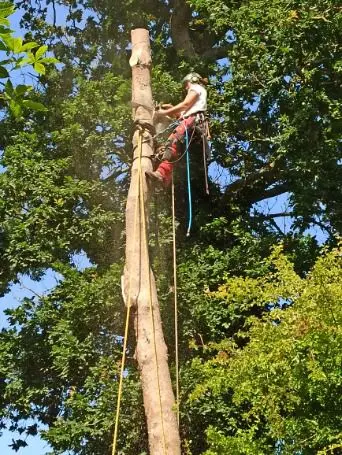 l'Arbre Nomade - Arboriste Grimpeuse