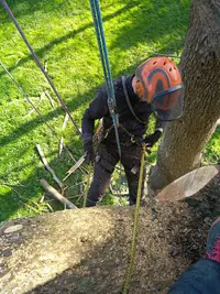 d'Un Arbre A l'Autre
