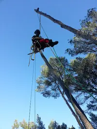 Du Haut des Arbres - Jérôme Lunel et Nicolas Richert
