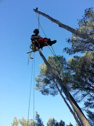 Du Haut des Arbres - Jérôme Lunel et Nicolas Richert