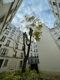 France Élagage Yvelines