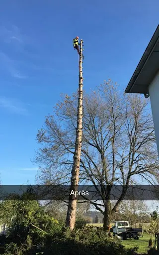 Élagage Moreau et Fils À Petit Prix