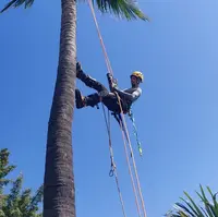 Timber Élagage 974