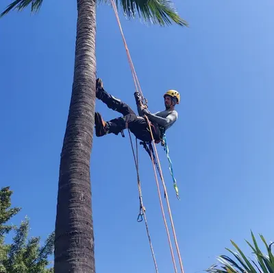 Timber Élagage 974