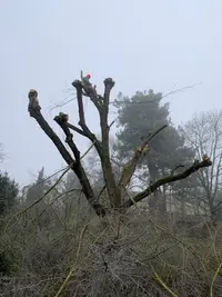 Elagueur Maison et Jardin 82 : Élagage, Abattage et Entretien Jardin