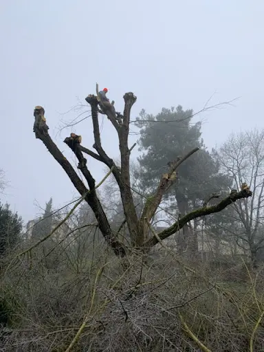 Elagueur Maison et Jardin 82 : Élagage, Abattage et Entretien Jardin