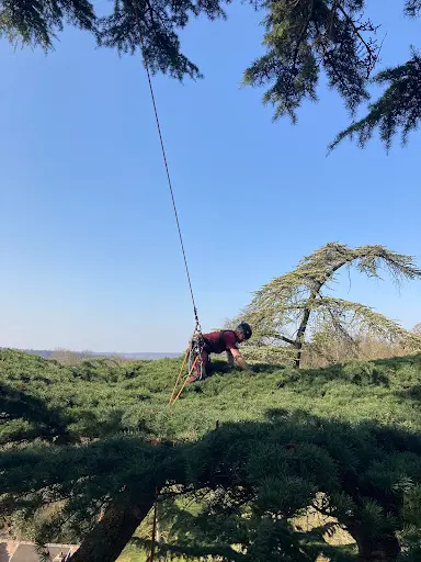 Tilia Élagage