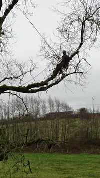 Arborys, Élagage et Taille des Arbres