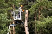 Les Compagnons Bauer | Elagueur 93| Elagueur les Pavillons-sous-bois