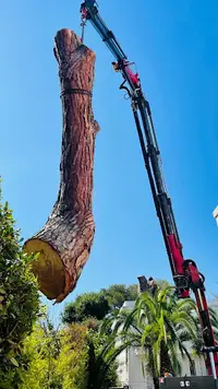 Monot Élagage