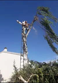 Cj Élagage - Abattage d'Arbres