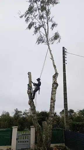 Brier Arboriste Grimpeur
