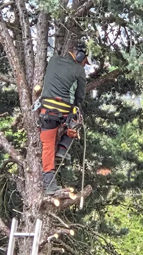 Entreprise Theer Père et Fils Élagage Abattage Bûcheron Elagueur Parc et Jardin Jardinier Paysagiste Service Espaces Verts