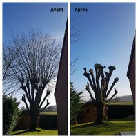 Entreprise Faes Elagage Arbres Abattage Arbres Lievin Nettoyage Toiture Elagueur Grimpeur Pas-de-calais 62