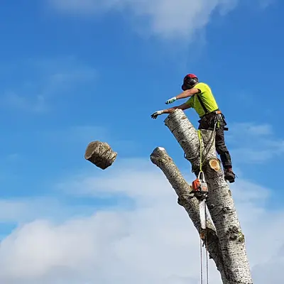 Franglais Soins des Arbres
