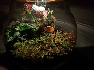 Designer Végétal Tourcoing - Un Petit Coin de Nature
