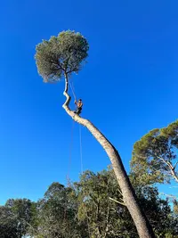 Des Cordes À Mon Arbre