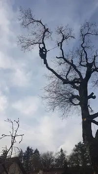 Élagage aux Arbres Caetera