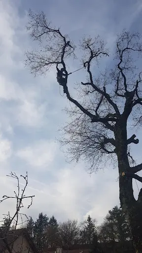 Élagage aux Arbres Caetera