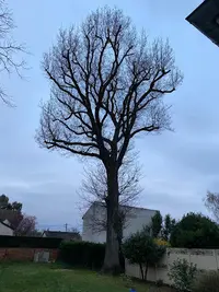 Les Élagueurs de l'Essonne