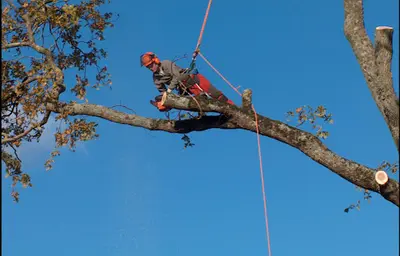 Maison le Tiec - Élagage Abattage d'Arbres Entretien Espaces-verts