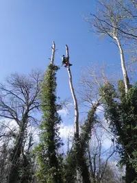 Du Pin sur la Branche - Damien Moulin