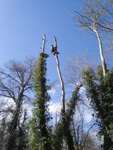 Du Pin sur la Branche - Damien Moulin