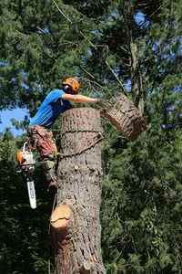 Selva Bois