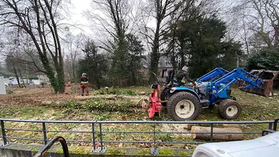 Du Saule A L’arbre Elagage