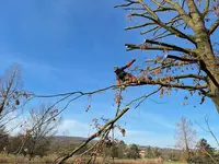 Gowild | Arboriste, Élagage & Débroussaillage – Grand Lyon