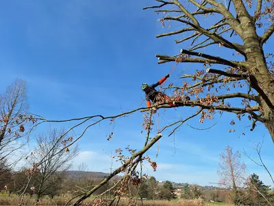 Gowild | Arboriste, Élagage & Débroussaillage – Grand Lyon
