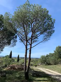 Arborica Élagage