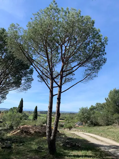 Arborica Élagage