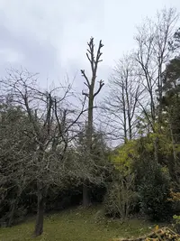 Aubert Espace Vert Entreprise D’élagage - Élagueur