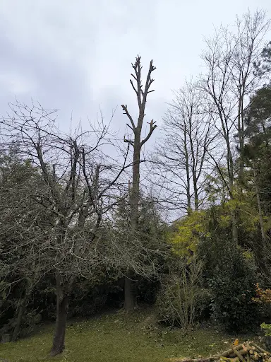 Aubert Espace Vert Entreprise D’élagage - Élagueur