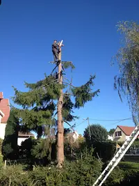 Sp Service Artisan Elagueur 91 Entretien, Parcs et Jardins Paysagiste Arboriste Essonne Jeremy Surest