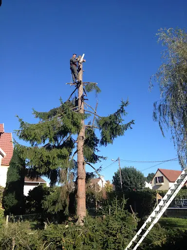 Sp Service Artisan Elagueur 91 Entretien, Parcs et Jardins Paysagiste Arboriste Essonne Jeremy Surest