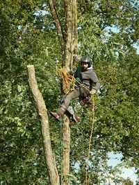 Serruau Tejy Élagage 72 : Élagueur Paysagiste Sarthe