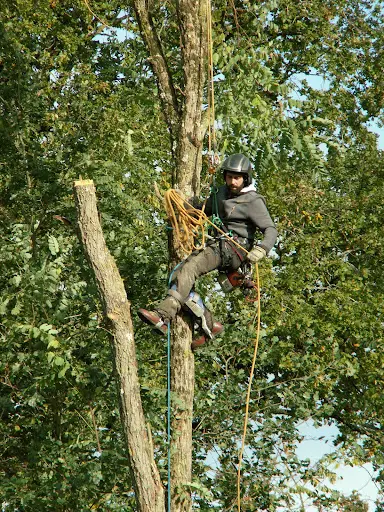 Serruau Tejy Élagage 72 : Élagueur Paysagiste Sarthe