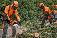 Élagueur du Roi Taille et Soins aux Arbres