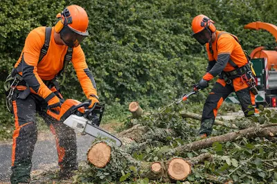 Élagueur du Roi Taille et Soins aux Arbres