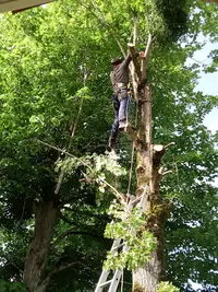 Gd Service Élagage