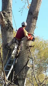 Élagueur Acrobatique Myéa