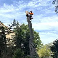 Élagage et Jardinier Marseille Canlay