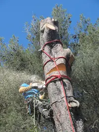 Escal Arbre Elagage