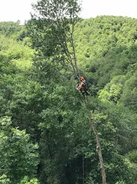 Jon Tibbetts Élagage et Espaces Verts Eirl