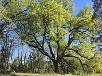 Du Sommet des Arbres