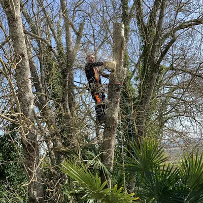 Osé Élagage - Élagueur Maubourguet, Entretien de Jardin et Parc, Taille Haie