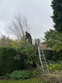 Sf Service Elagueur Arboriste Paysagiste